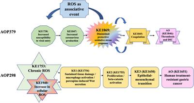 Frontiers | Reactive Oxygen Species In The Adverse Outcome Pathway ...